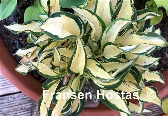 Hosta Ruffled Pole Mouse